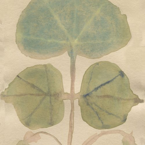 Philodendron