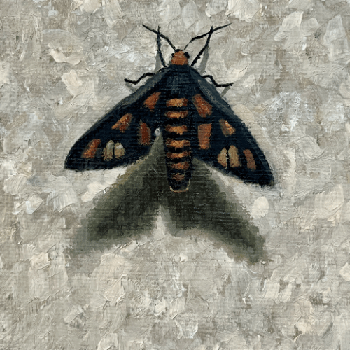 Moth