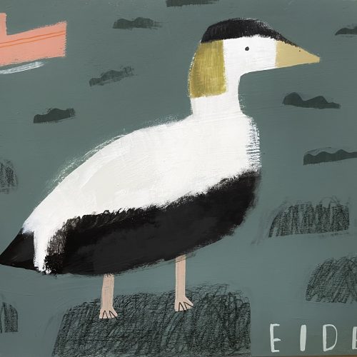 Eider (Cuddy Duck)